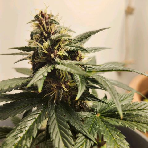 FAITH ✝️ growlog timeline photo