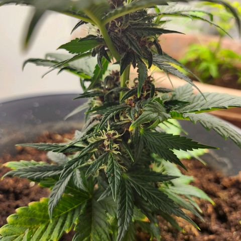 FAITH ✝️ growlog timeline photo