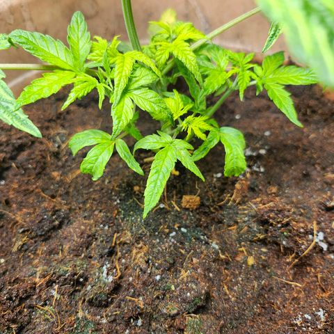 Maisie growlog photo: 1 TBS Epsom:17oz water 