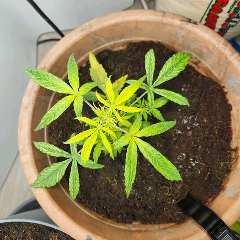 Maisie growlog photo: 1 TBS Epsom:17oz water 