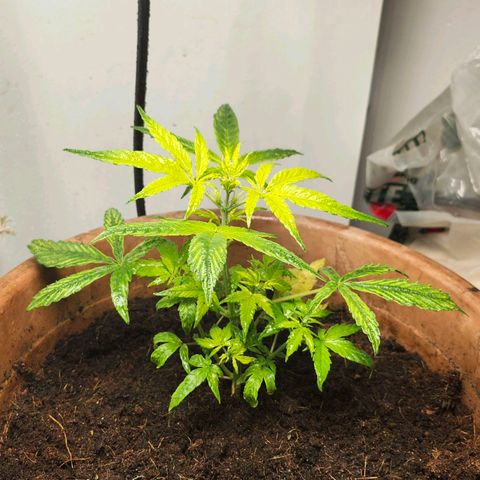 Maisie growlog timeline photo
