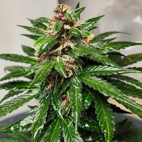 FAITH ✝️ growlog timeline photo