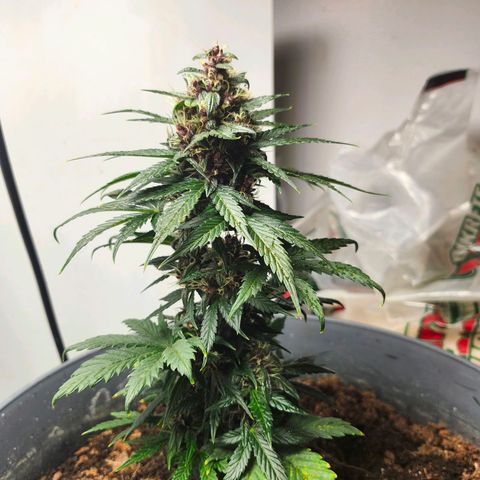 FAITH ✝️ growlog timeline photo