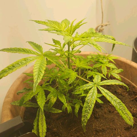Maisie growlog timeline photo