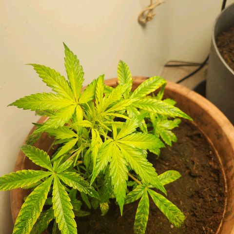 Maisie growlog timeline photo