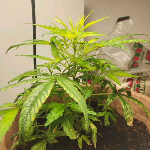 Maisie growlog timeline photo