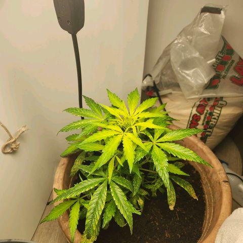 Maisie growlog timeline photo