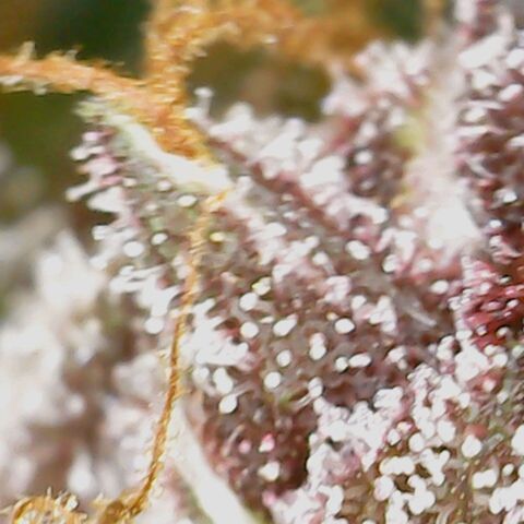 FAITH ✝️ growlog timeline photo