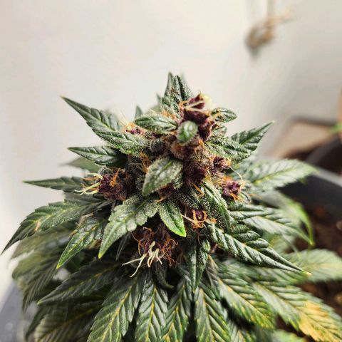 FAITH ✝️ growlog timeline photo