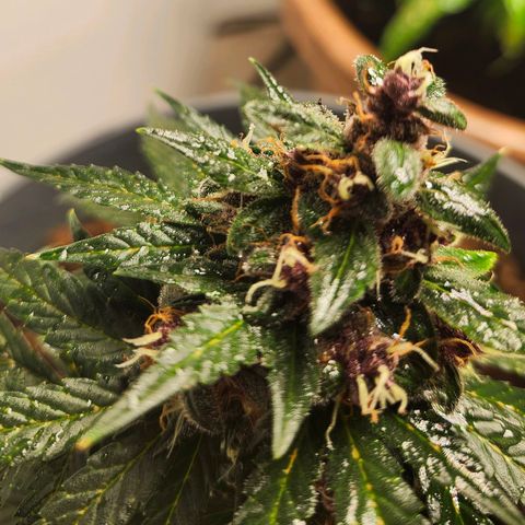 FAITH ✝️ growlog timeline photo