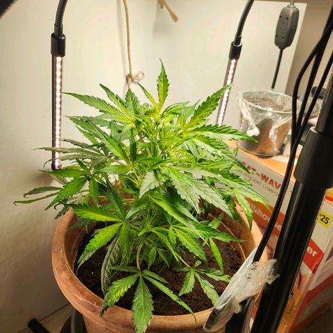 Maisie growlog timeline photo