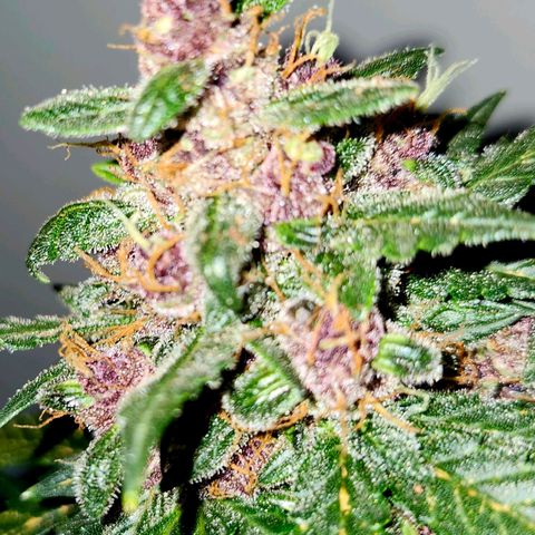 FAITH ✝️ growlog timeline photo