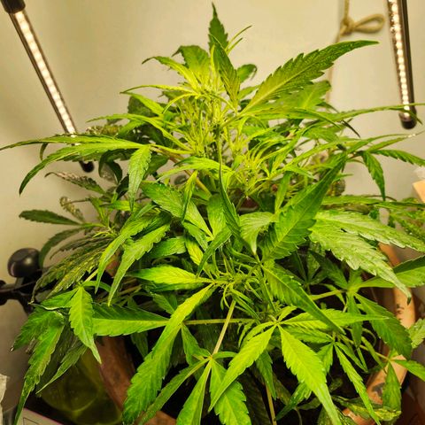 Maisie growlog timeline photo