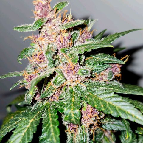 FAITH ✝️ growlog timeline photo
