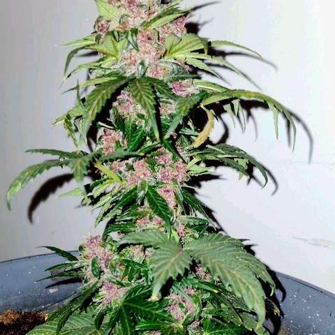 FAITH ✝️ growlog timeline photo
