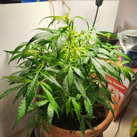 Maisie growlog timeline photo