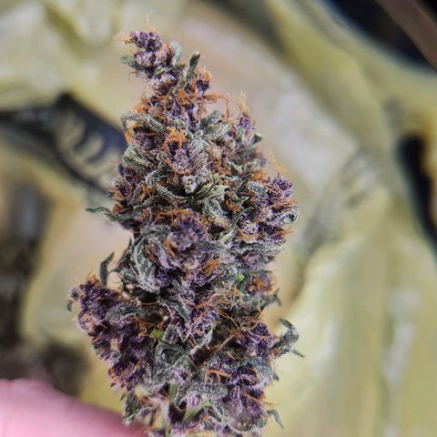 FAITH ✝️ growlog timeline photo