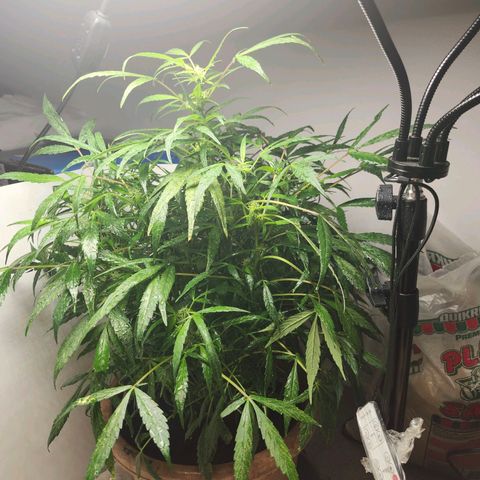 Maisie growlog timeline photo