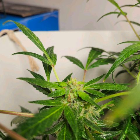 Maisie growlog timeline photo