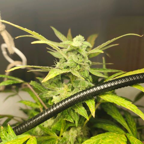 Maisie growlog timeline photo