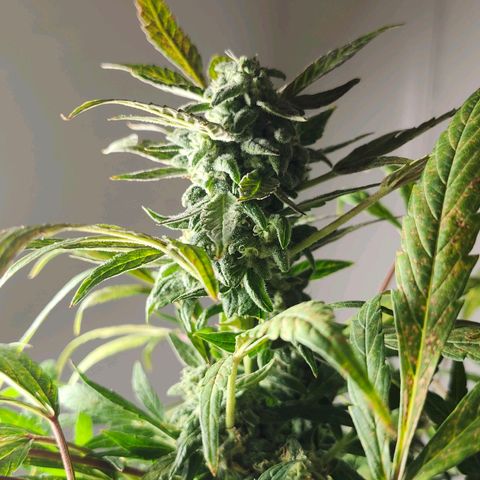 Maisie growlog timeline photo