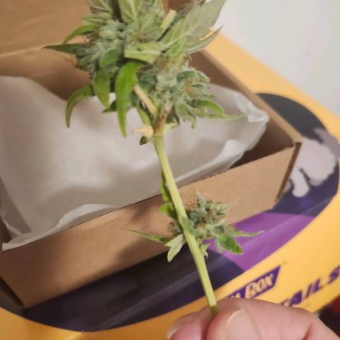 Maisie growlog photo: 3.79g 