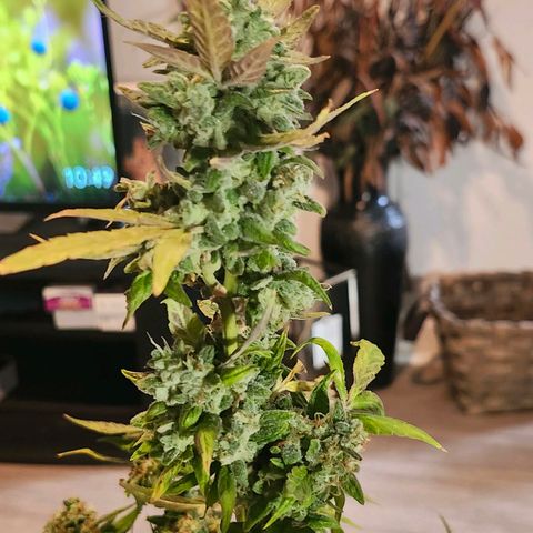 Maisie growlog photo: Pulling from pot. Hanging in closet