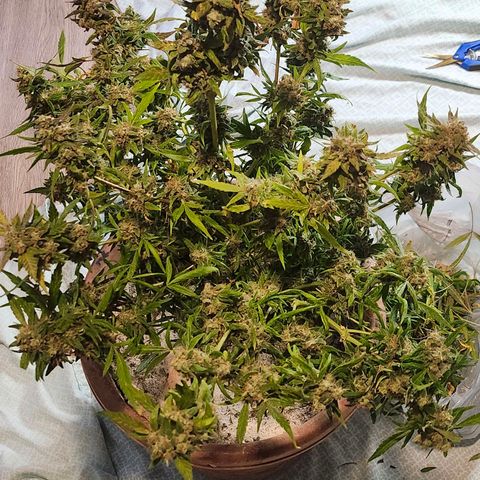 Maisie growlog photo: Pulling from pot. Hanging in closet