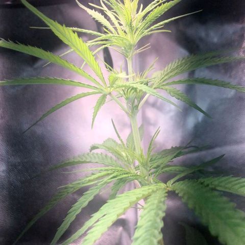 Sour Diesel Haze growlog timeline photo