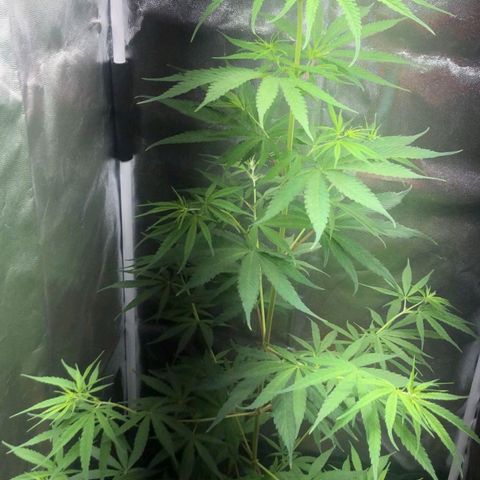 Sour Diesel Haze growlog timeline photo