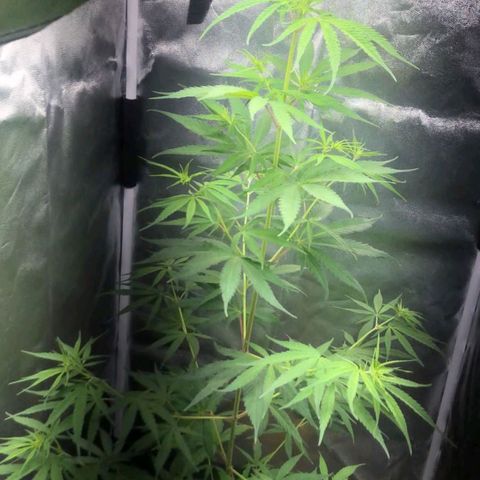 Sour Diesel Haze growlog timeline photo