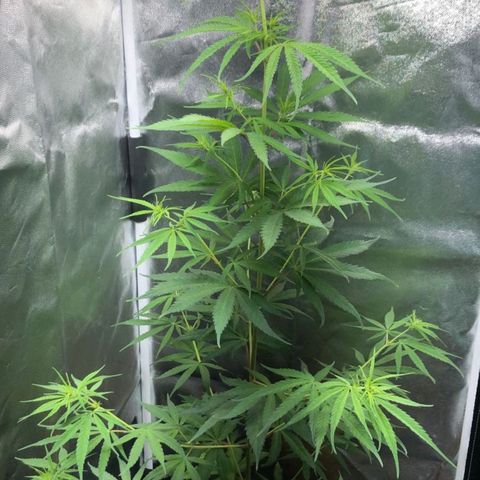 Sour Diesel Haze growlog timeline photo