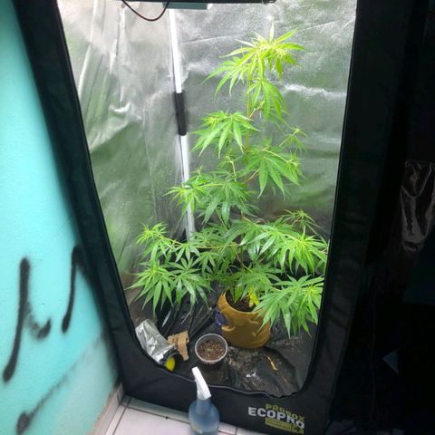 Sour Diesel Haze growlog timeline photo
