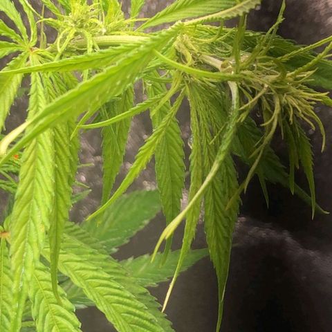 Sour Diesel Haze growlog timeline photo
