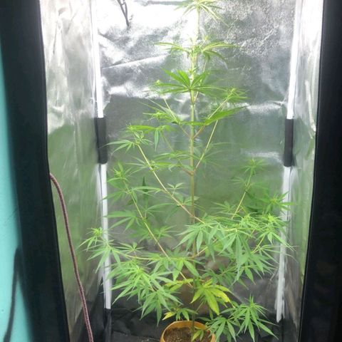 Sour Diesel Haze growlog timeline photo