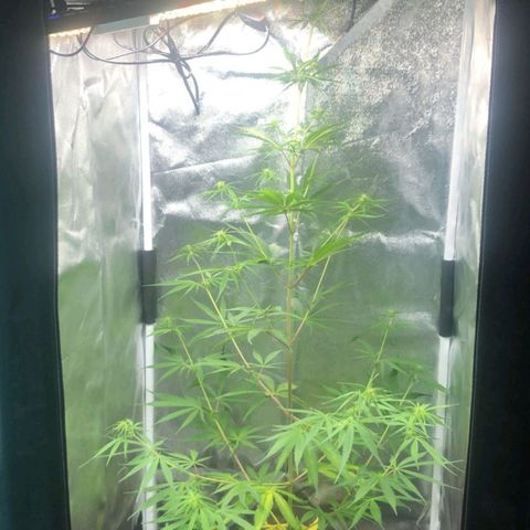 Sour Diesel Haze growlog timeline photo
