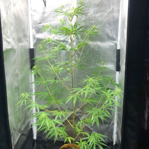 Sour Diesel Haze growlog timeline photo