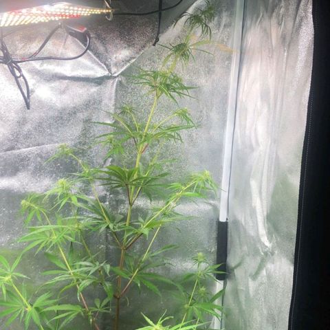 Sour Diesel Haze growlog timeline photo