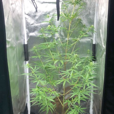 Sour Diesel Haze growlog timeline photo