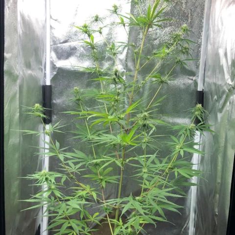 Sour Diesel Haze growlog timeline photo