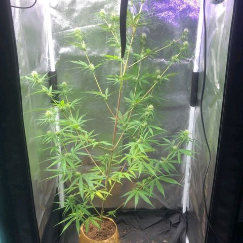Sour Diesel Haze growlog timeline photo