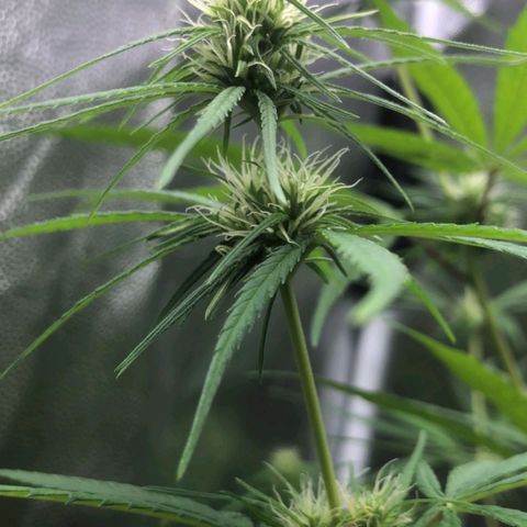 Sour Diesel Haze growlog timeline photo