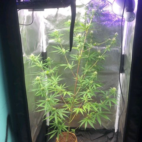 Sour Diesel Haze growlog timeline photo