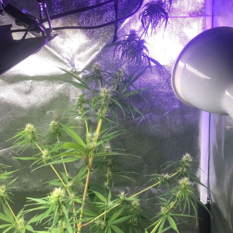 Sour Diesel Haze growlog timeline photo