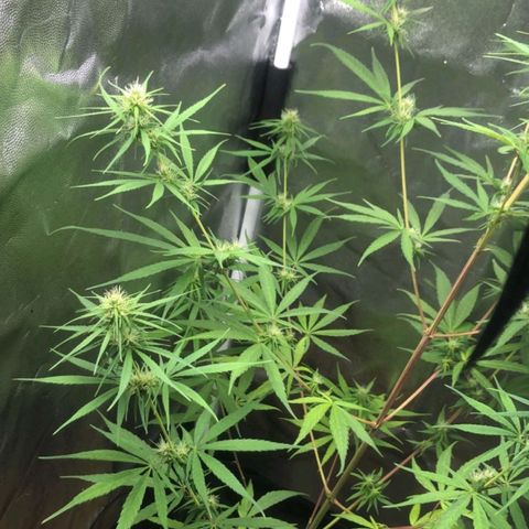 Sour Diesel Haze growlog timeline photo