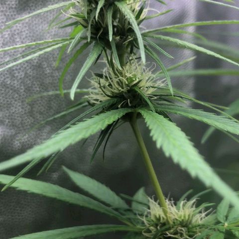 Sour Diesel Haze growlog timeline photo