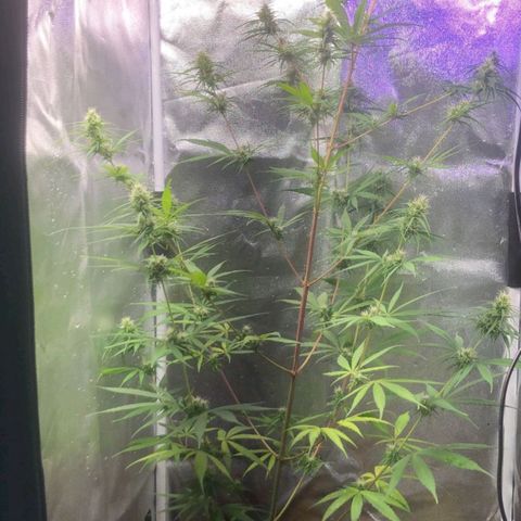 Sour Diesel Haze growlog timeline photo