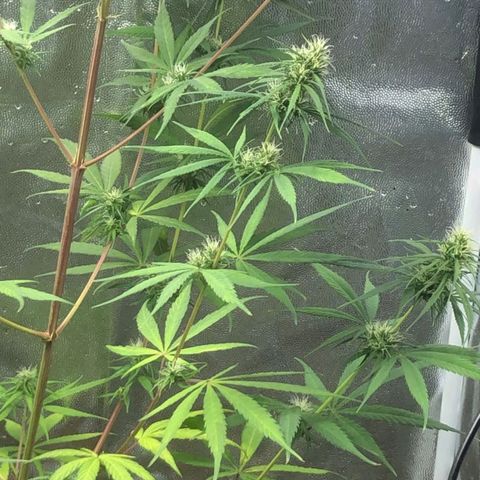 Sour Diesel Haze growlog timeline photo