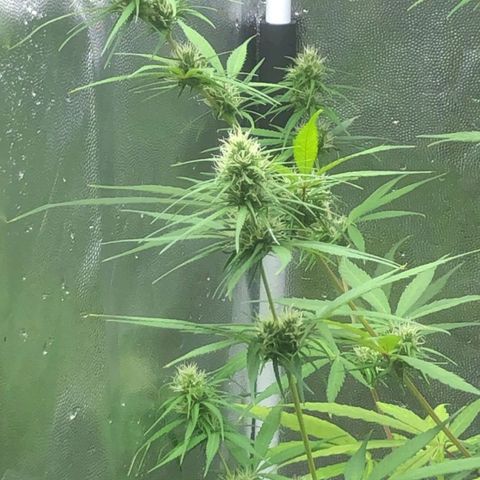 Sour Diesel Haze growlog timeline photo
