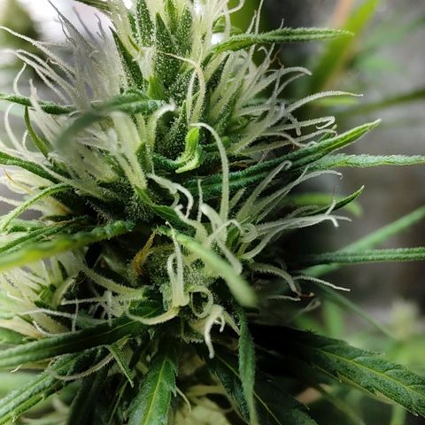 Sour Diesel Haze growlog timeline photo
